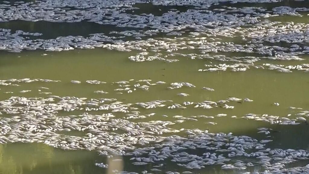 Millions of dead fish wash up amid heat wave in Australia