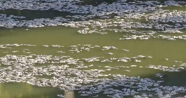 Millions of dead fish wash up amid heat wave in Australia